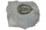 Dalmanites Trilobite Fossil - New York #295599-1